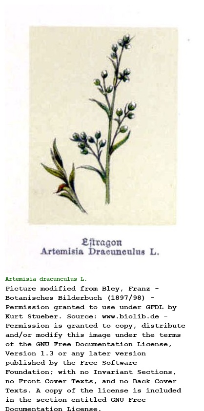 Artemisia dracunculus L.